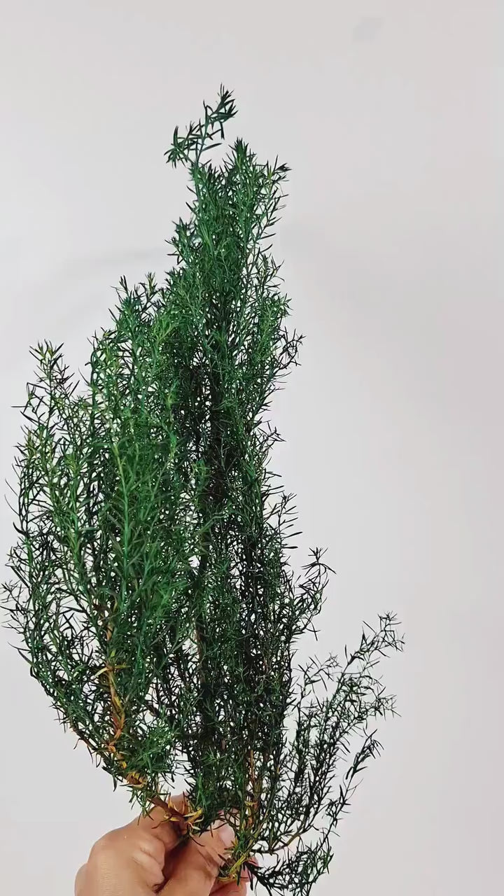 Stabilized Juniper Branch | Dried Green Foliage | Floral Supply | Botanical Greenery