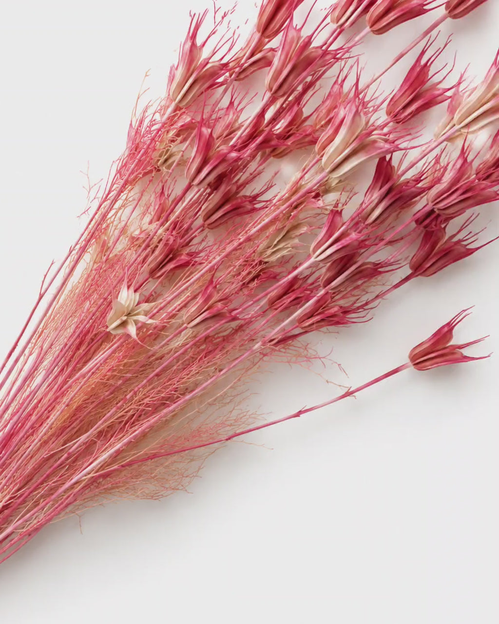 Coral Pink Nigella Stems