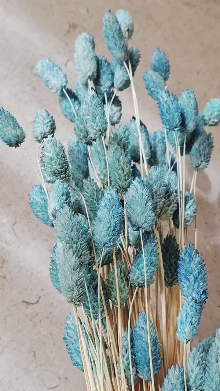 Dusty Blue Phalaris Dried Flowers | Blue Canary Grass Stems | Florist Supply | Natural Dried Flowers