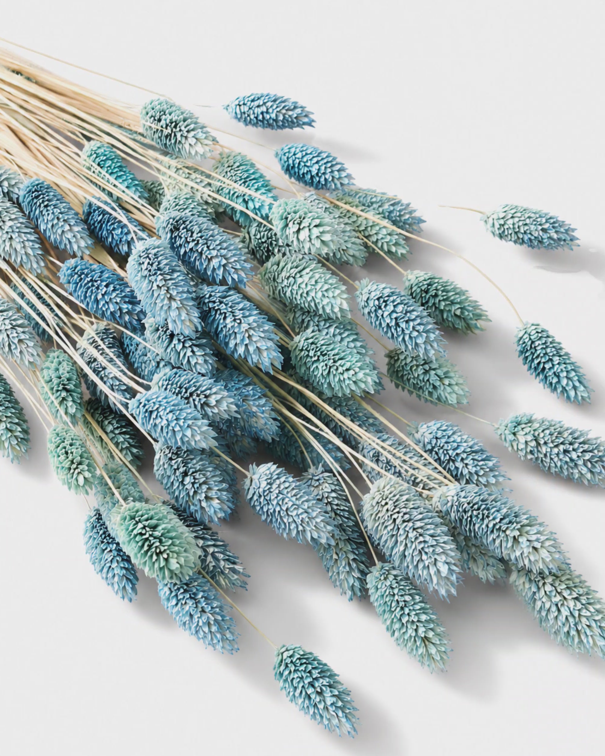 Dusty Blue Phalaris Stems