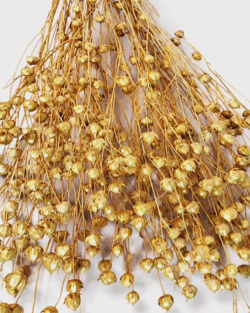Gold Dried Flax Stems