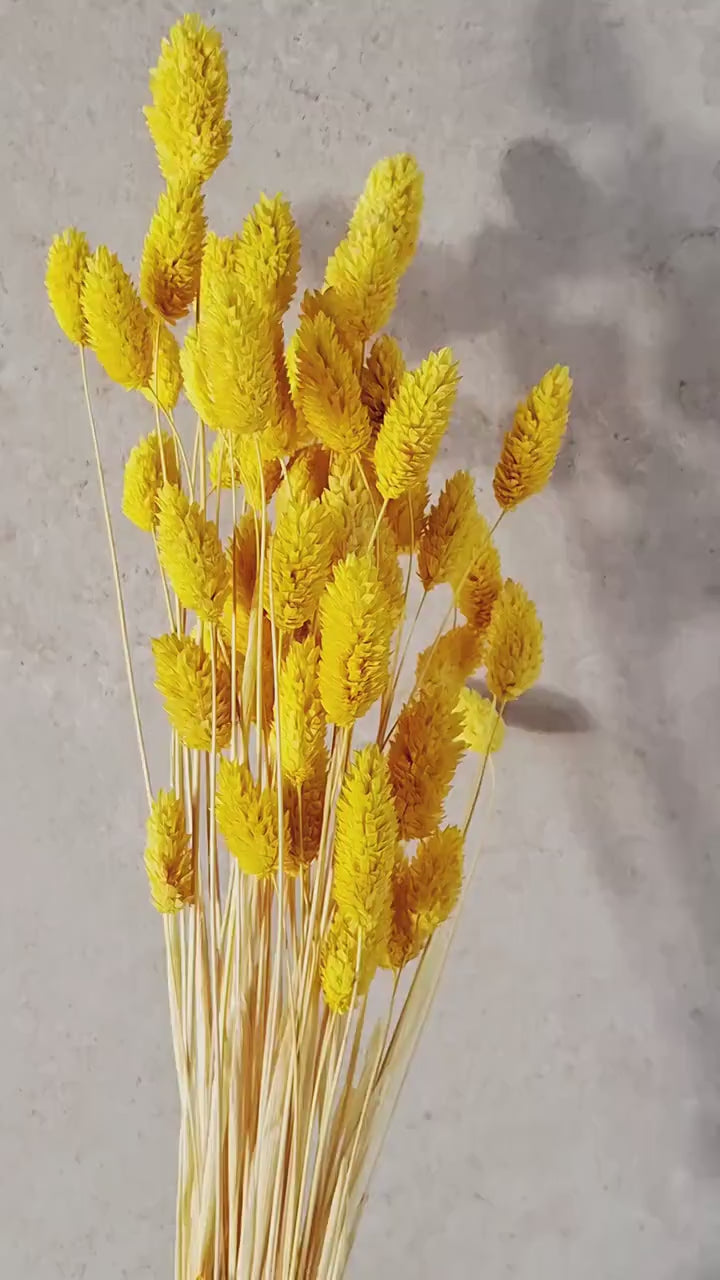 Yellow Dried Phalaris | Canary Grass Stems | Florist Supply | Dried Flower Stems | DIY Floral Craft