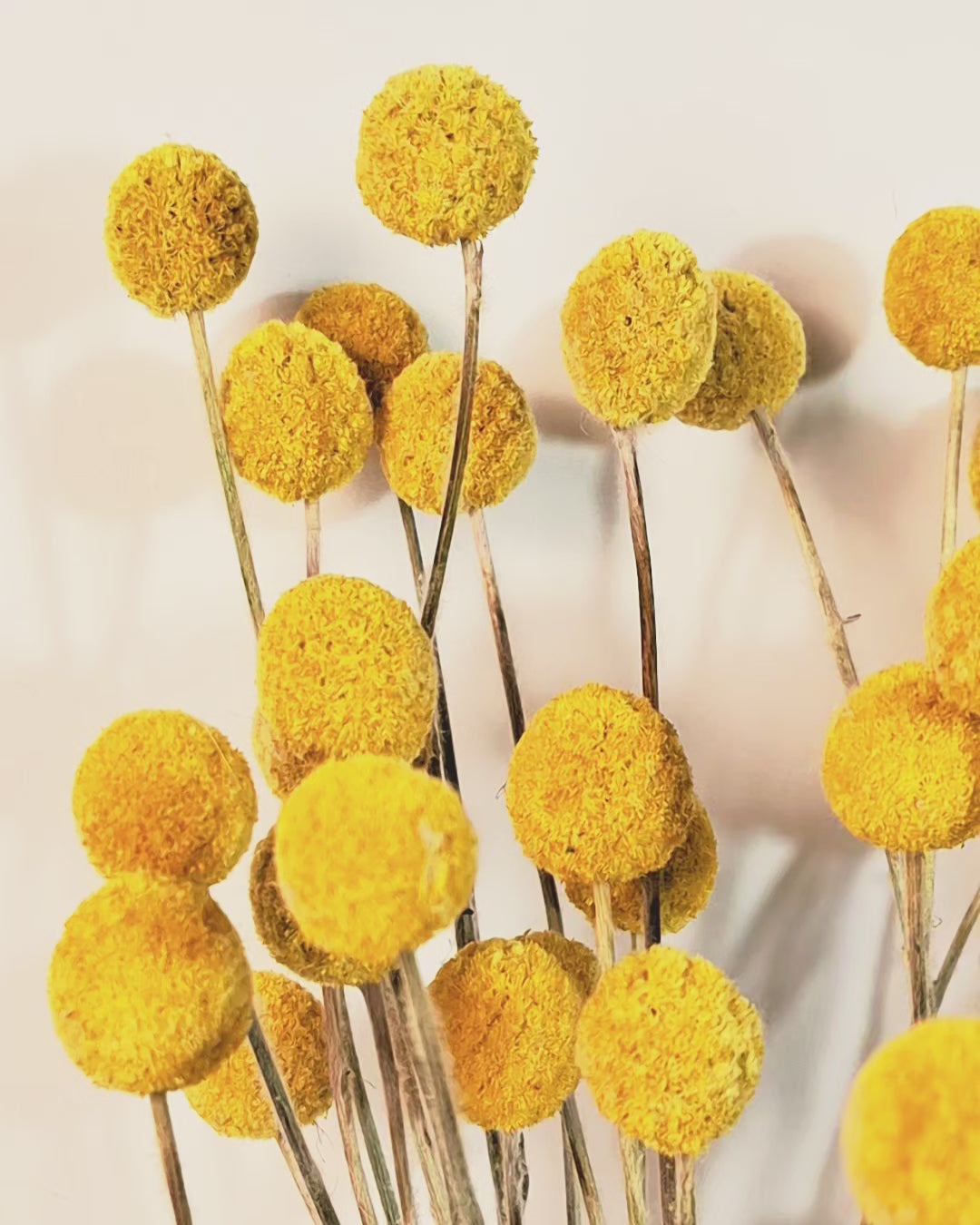 Yellow Craspedia Stems