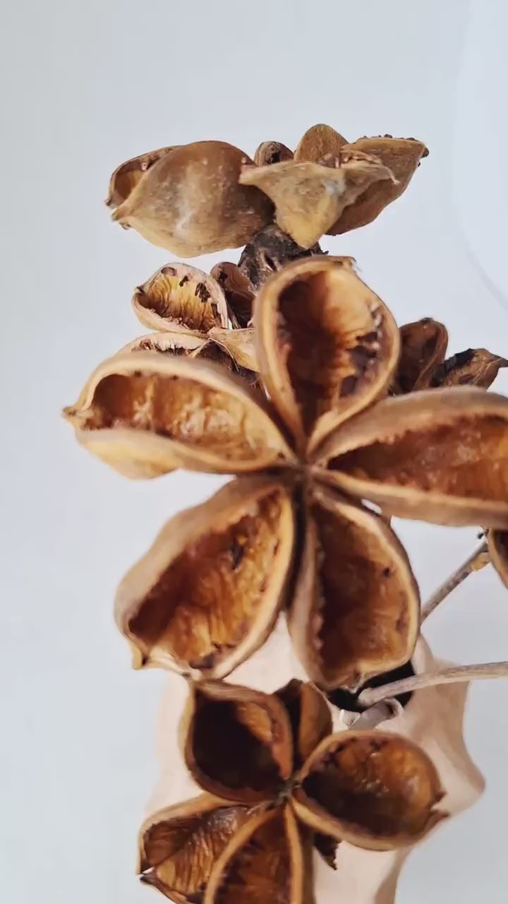 Dried Lotus Style Seed Pods | Tree Peony Pods | Natural Brown Dried Flowers | Botanical Stems