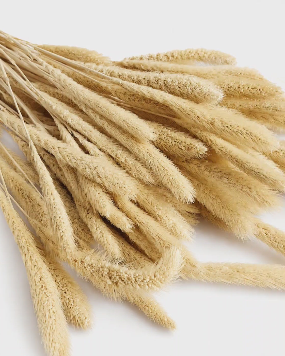 Natural Dried Cream Beige Setaria Stems - Foxtail Millet
