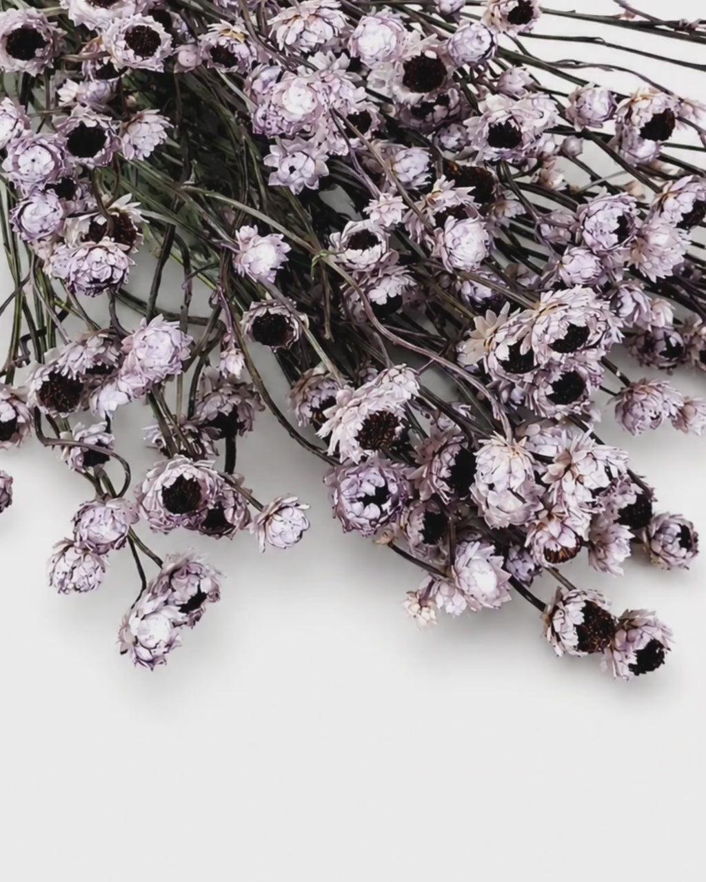 Lavender Preserved Ammobium Stems