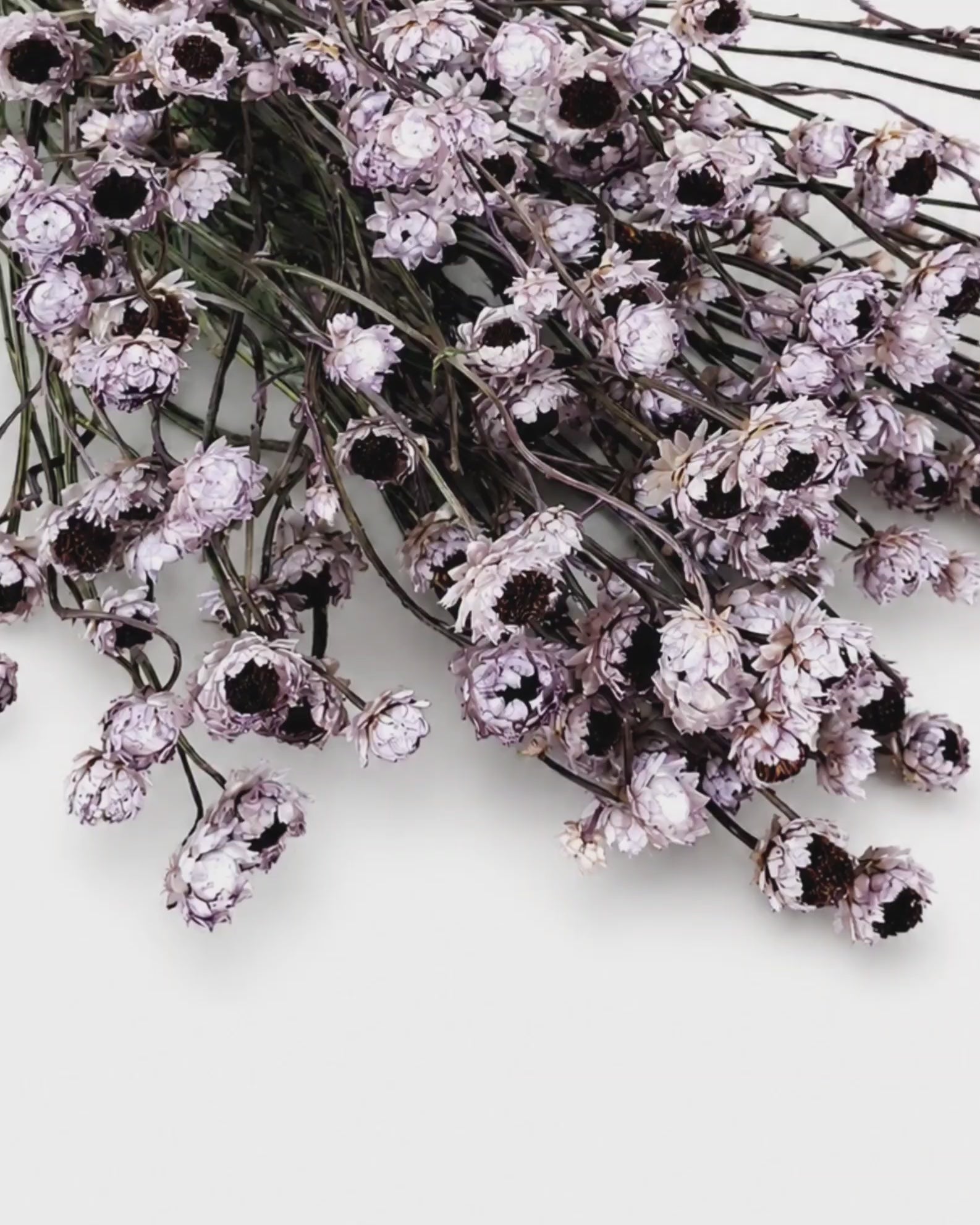 Lavender Preserved Ammobium Stems
