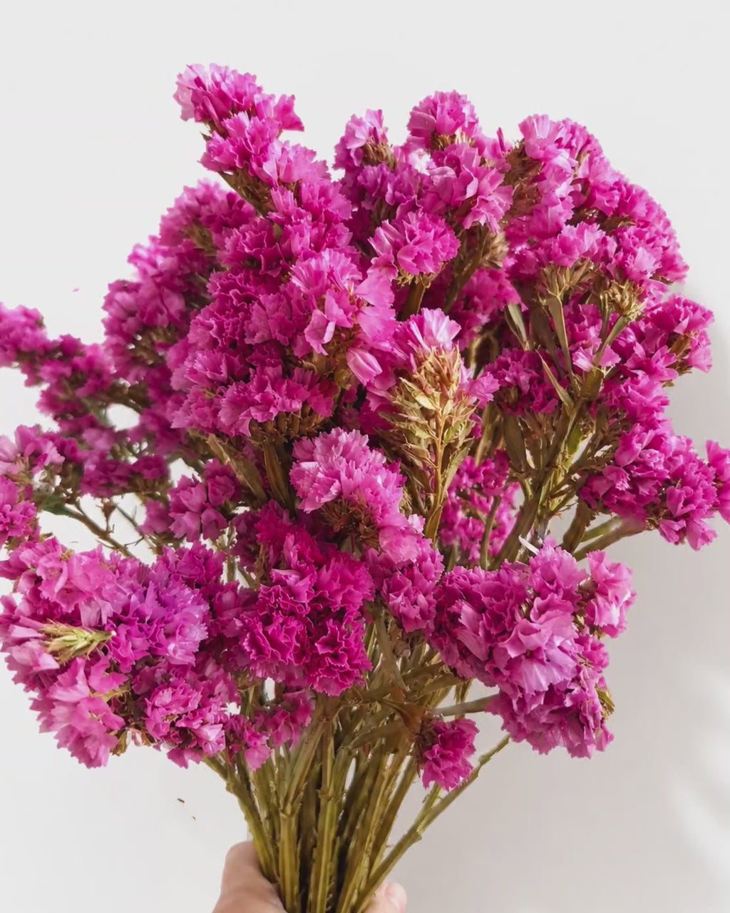 Bright Pink Statice Stems