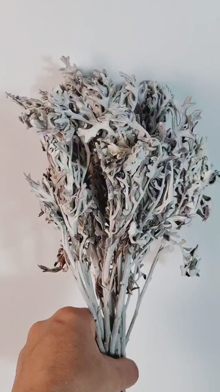 Stabilized Cineraria Stems | Silver Dusty Miller | Neutral Floral Supply | Florist Material
