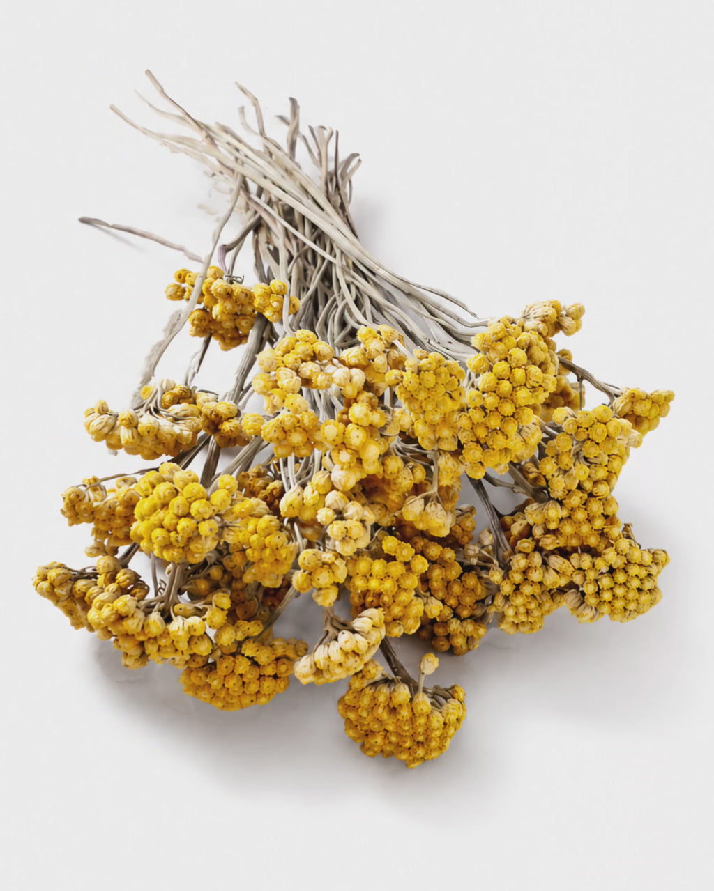 Yellow Lonas Inodora Flowers