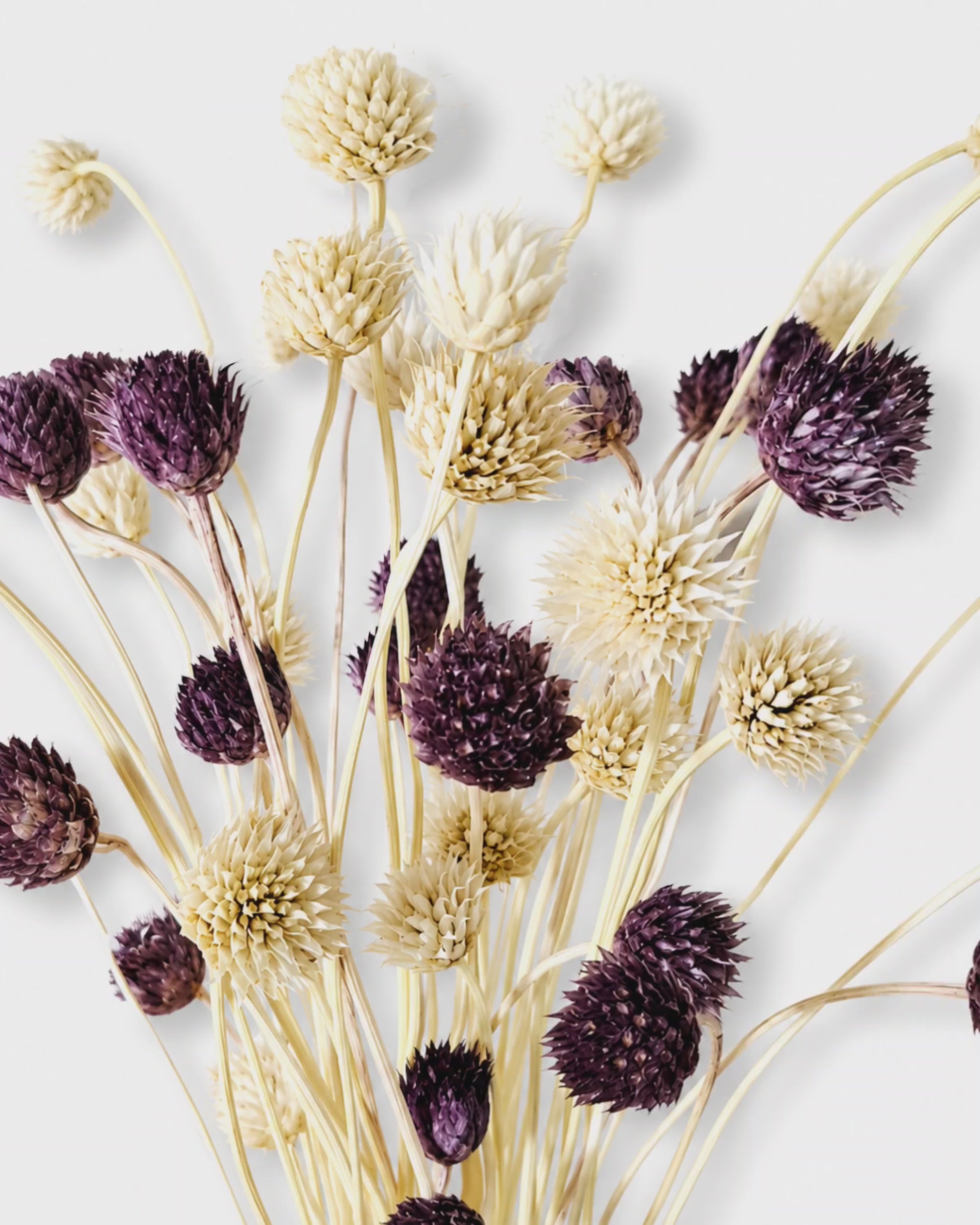 Dried Natural Purple & Cream Cephalaria Stems