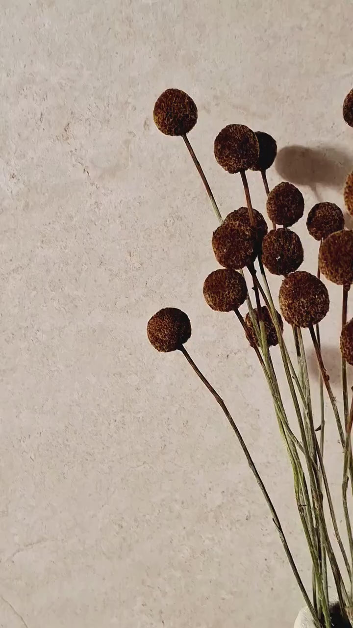 Dried Craspedia Stems Light Brown Billy Buttons | Natural Dried Flowers | Floristry Supply | DIY Craft Flowers | 15 Stems
