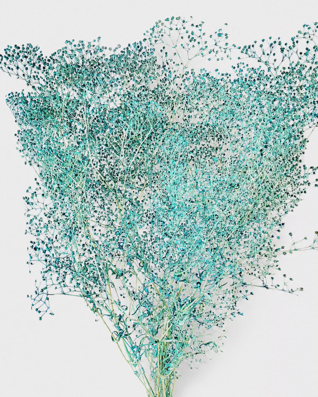 Blue Dried Gypsophila Stems