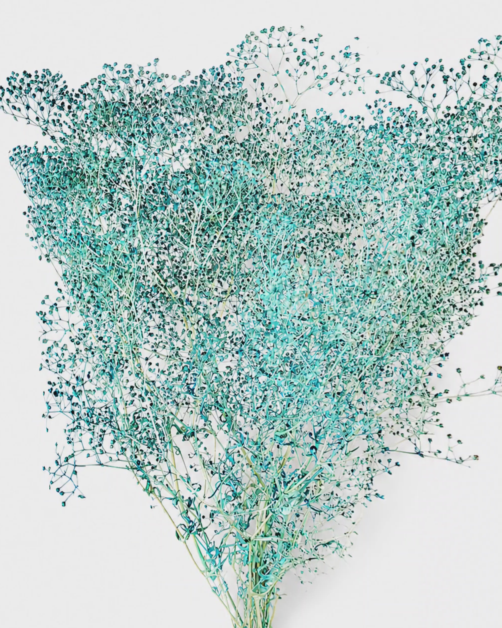 Blue Dried Gypsophila Stems