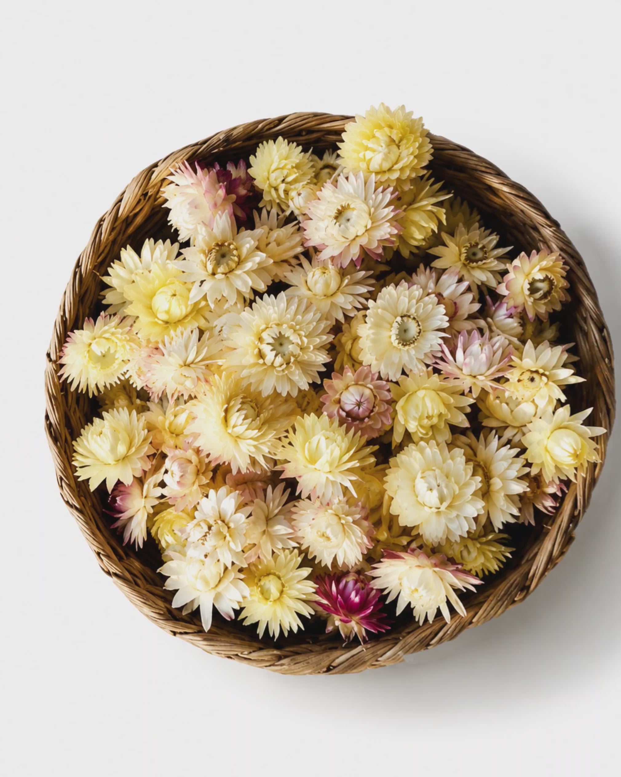Cream Dried Strawflower Heads Helichrysum