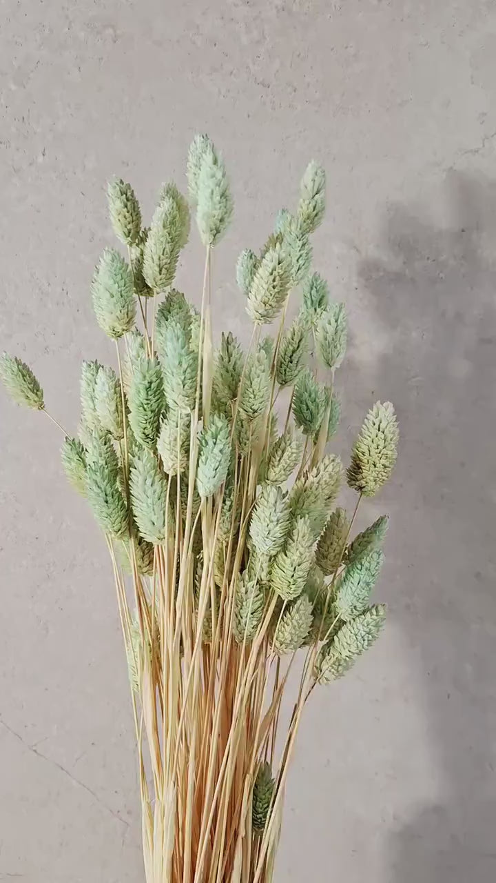 Mint Green Phalaris Stems | Dried Flower Supply | Florist Material | Canary Grass Stems | DIY Floral Craft