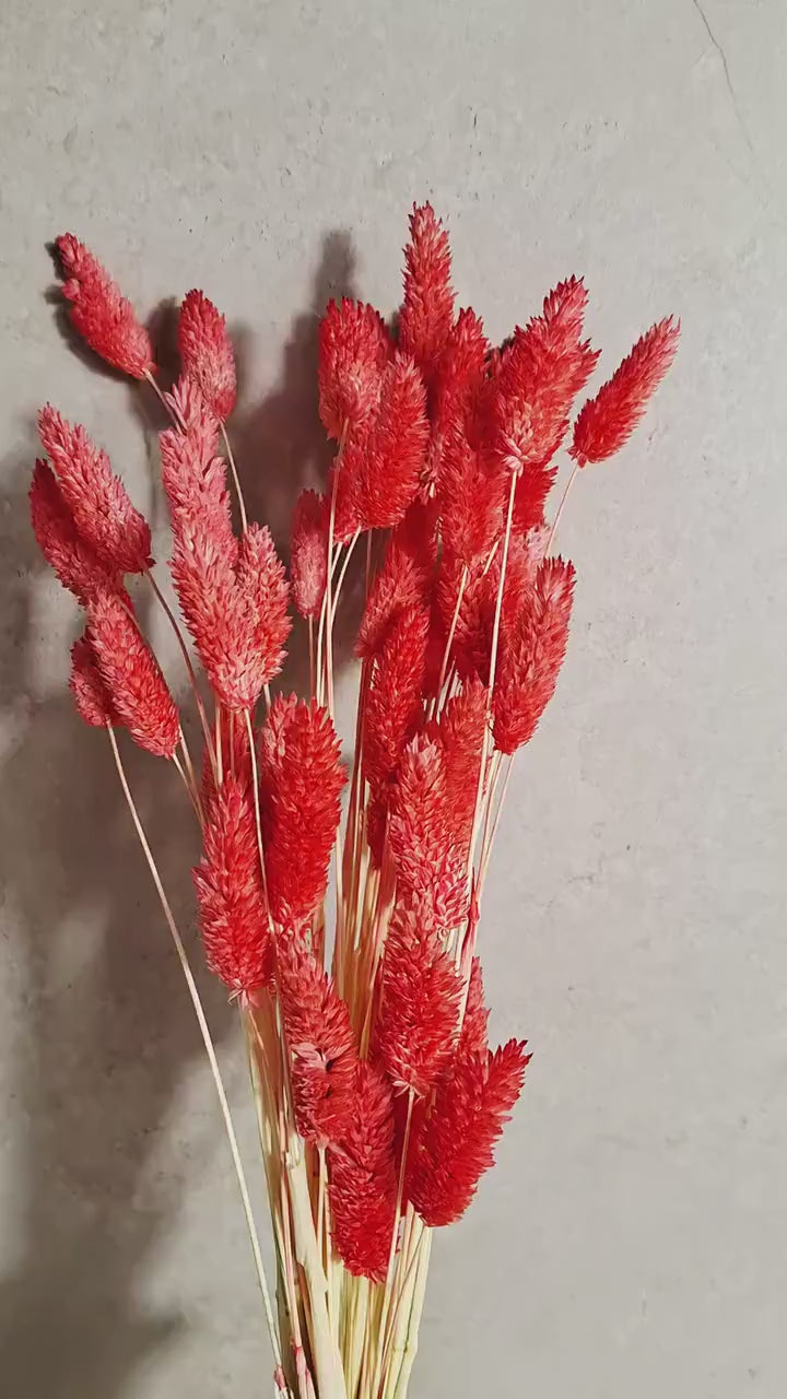 Red Phalaris Stems | Preserved Canary Grass | Dried Flower Supply | Florist Material | DIY Floral Craft