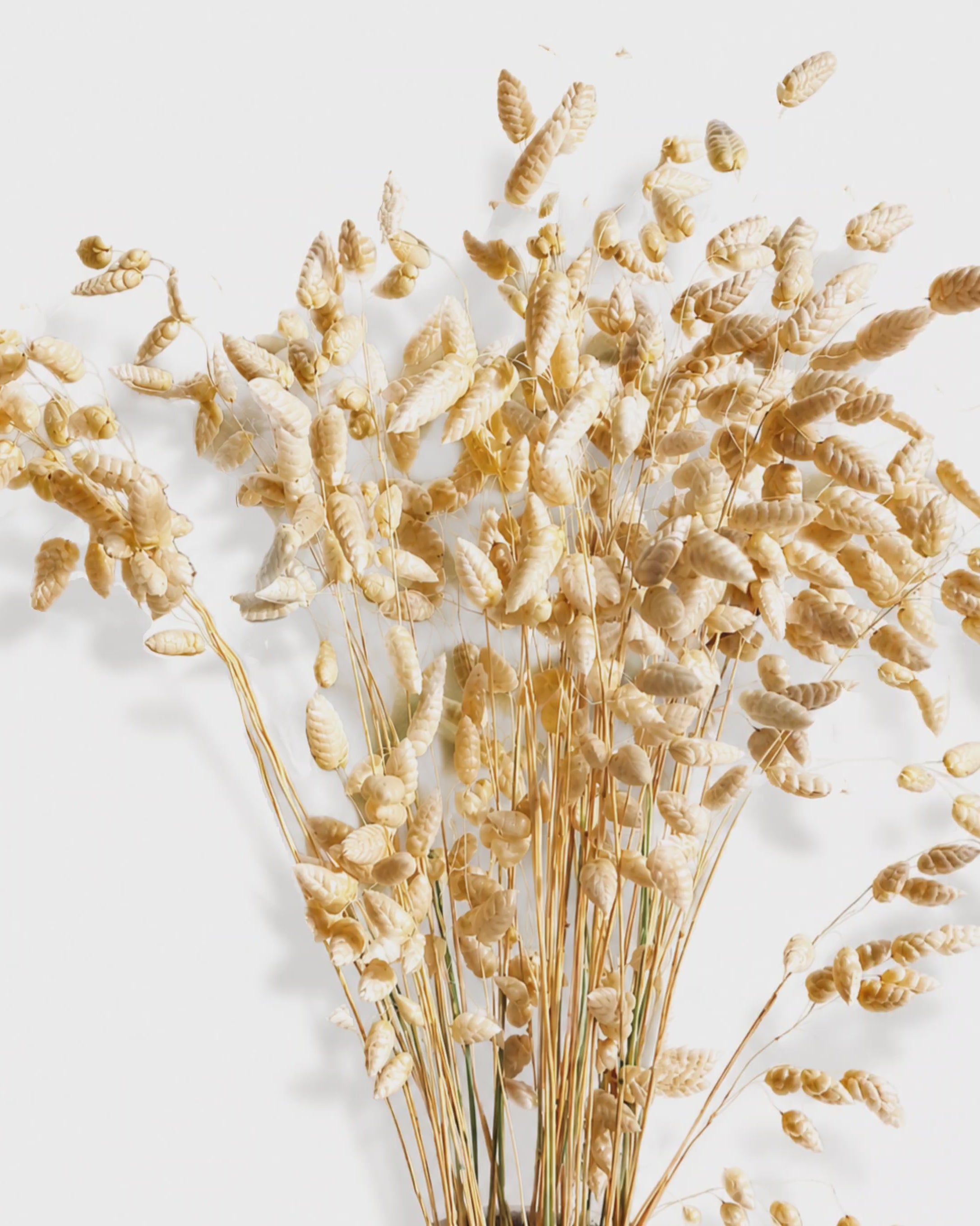 Wheat Color Briza Grass