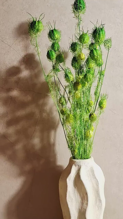 Bright Green Nigella Pods | Dried Nigella Stems | Botanical Supply | Dried Floral Material | Florist Supplies