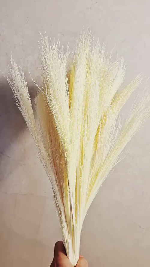 Bleached Panicum Stems | Dried Flowers for Crafts | White Panicum | Dried Floral Supply | DIY Flowers