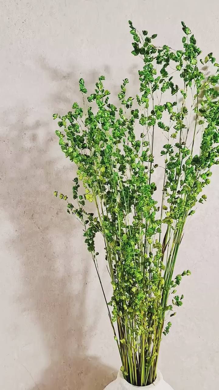 Dried Briza Grass Stems | Natural Dried Grass | Floral Supplies | Dried Flower Stems