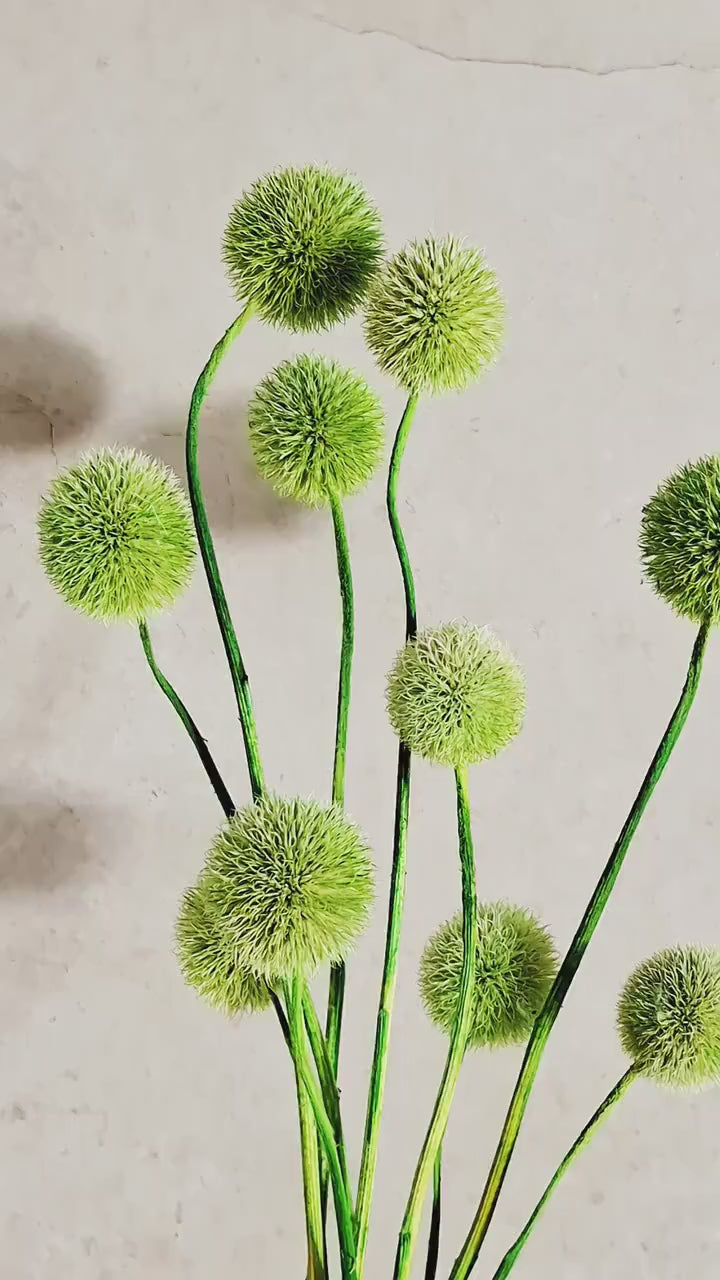 Dried Green Echinops Stems | Globe Thistle Flowers | Floral Supply | DIY Craft Flowers