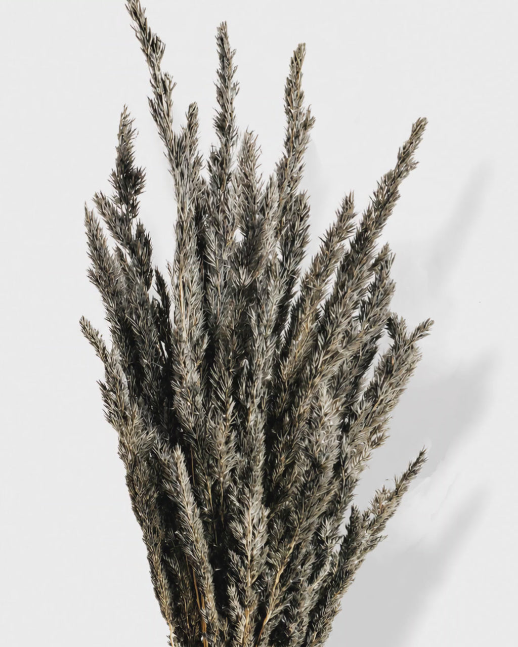 Dried Black Calamagrostis Stems - Charcoal Graphite