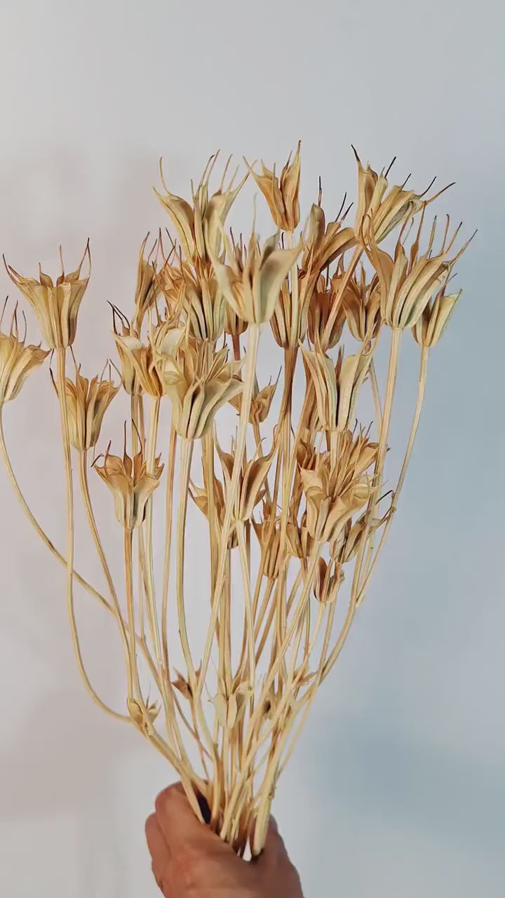 Natural Nigella Pods | Dried Nigella Flowers | Seed Pods | Florist Supply | Botanical Dried Flowers