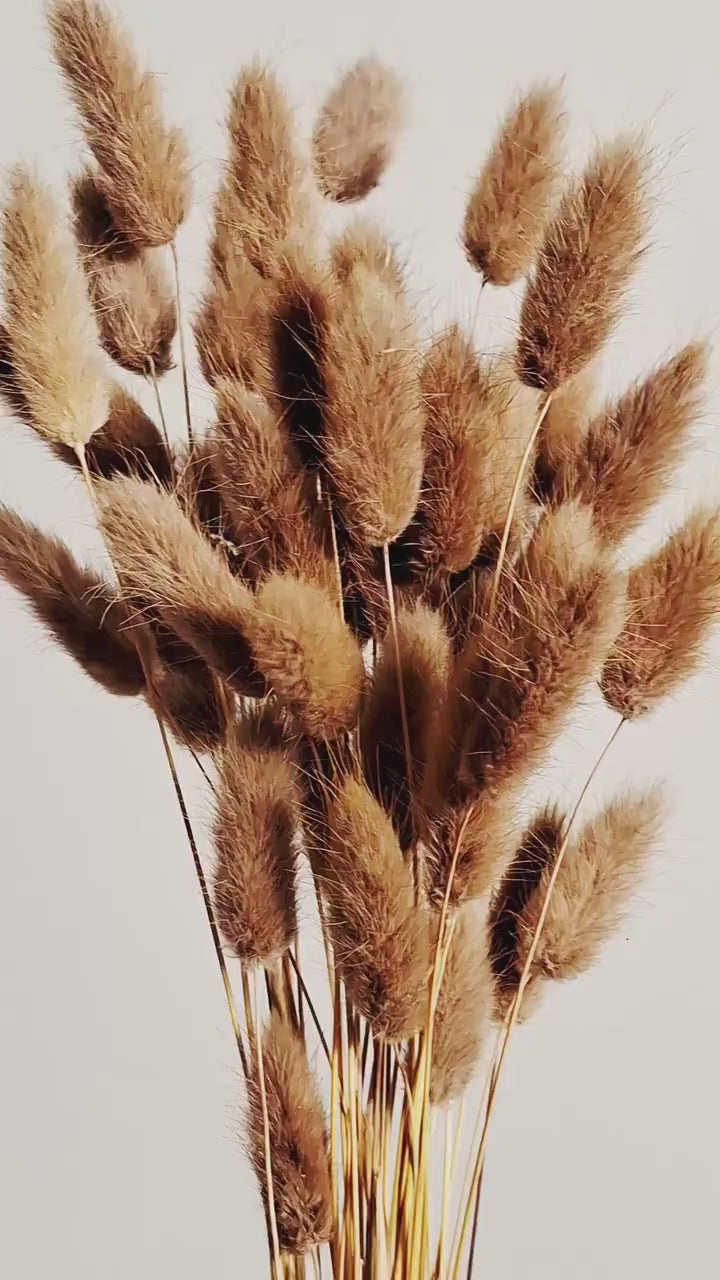 Dyed Lagurus Stems | Bunny Tail Grass | Dried Flower Supply | Floral Craft Supply | Dried Flowers for DIY