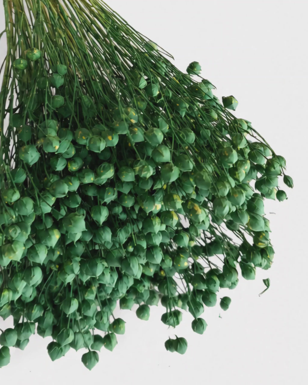 Premium Stabilized & Dyed Green Flax Stems (Linum)