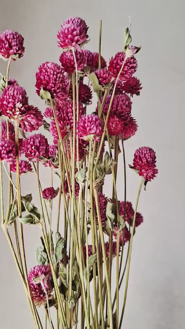 Pink Dried Gomphrena Stems | Dried Flowers for Florists | Bright Pink Flowers | DIY Floral Material