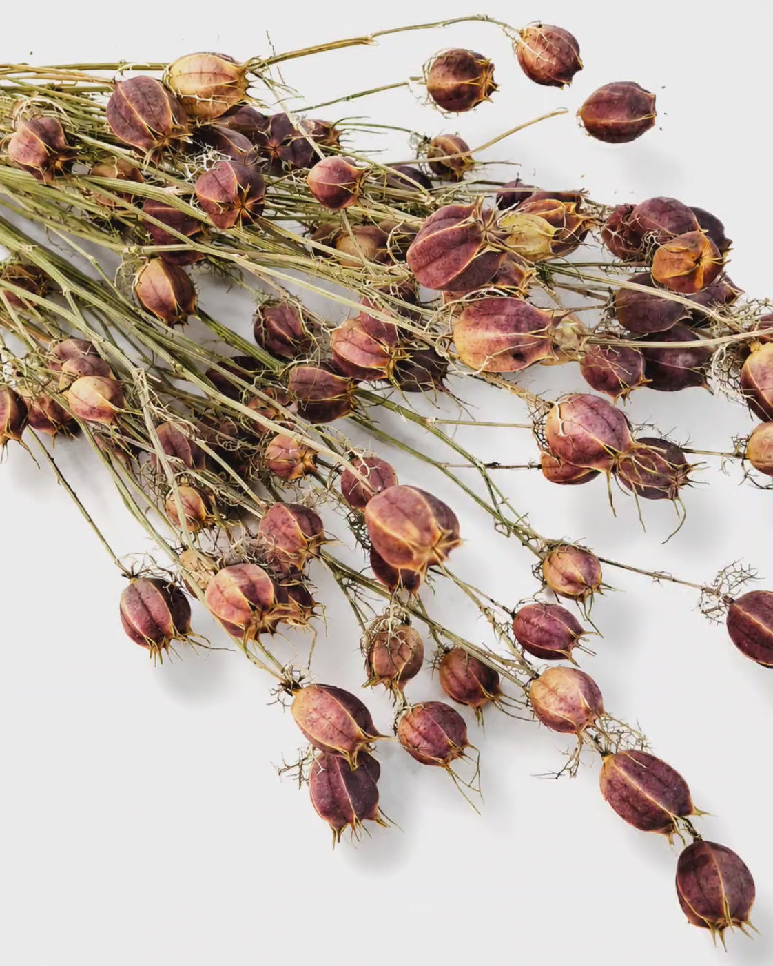 Preserved Nigella Pods