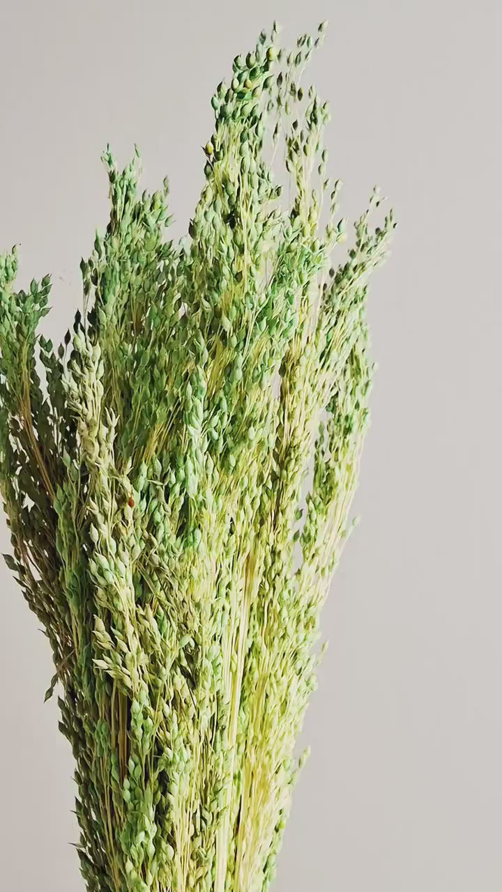 Green Dried Millet Stems | Preserved Floral Supply | Natural Craft Material | DIY Florist Stems | Bulk Dried Grass