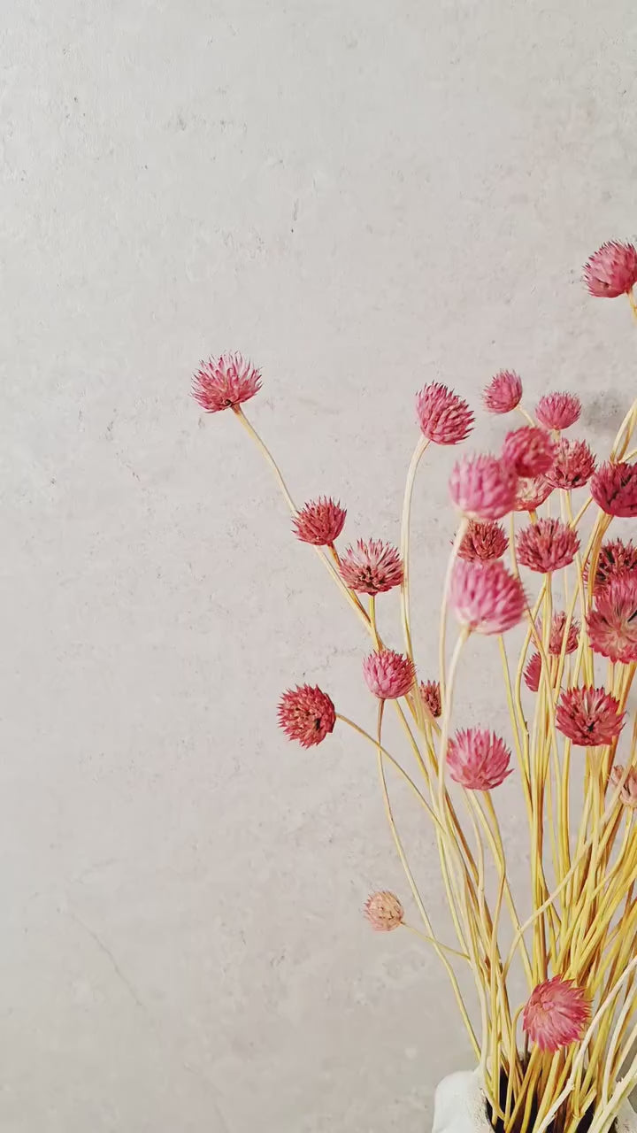Pink Dried Cephalaria Stems | Preserved Flowers | Florist Supplies | Dried Flower Stems