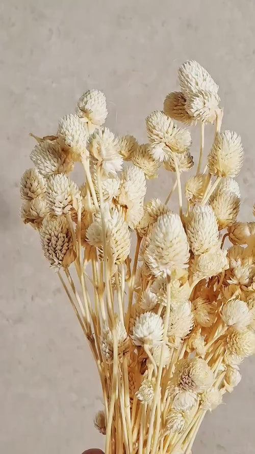 Cream White Gomphrena Stems | Preserved Dried Flowers | Neutral Floral Supply | Florist Material