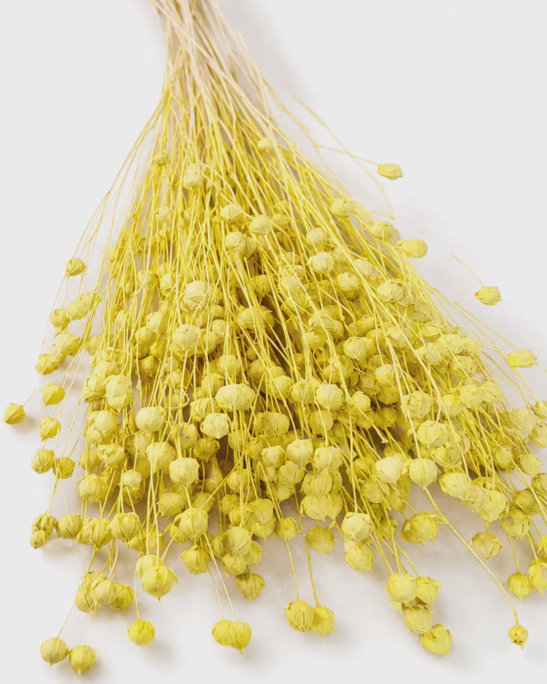 Yellow Dried Flax Stems