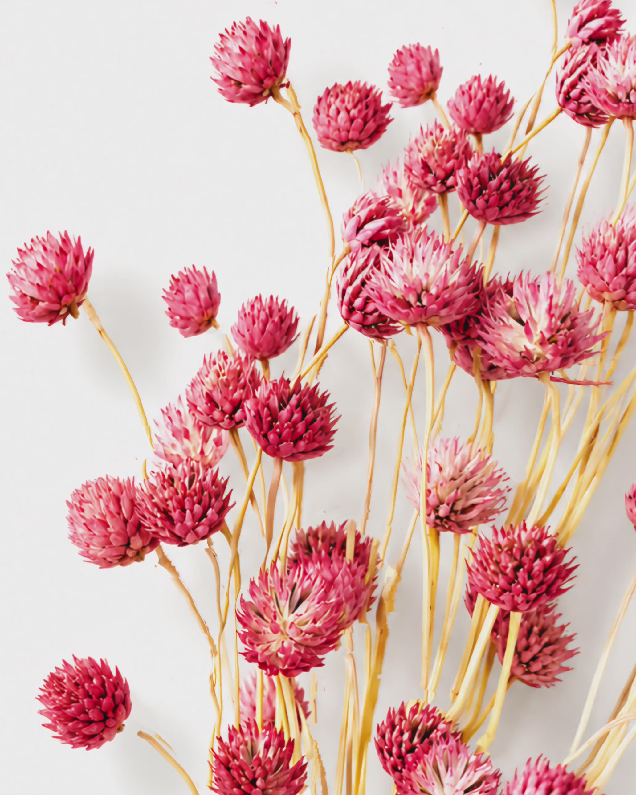 Dried Pink Cephalaria Stems - Pink Flower Heads