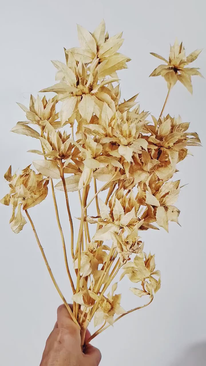 Stabilized Saffron Stems | Neutral Dried Flower Stems | Florist Supply | Beige Botanical Material | DIY Craft Flowers