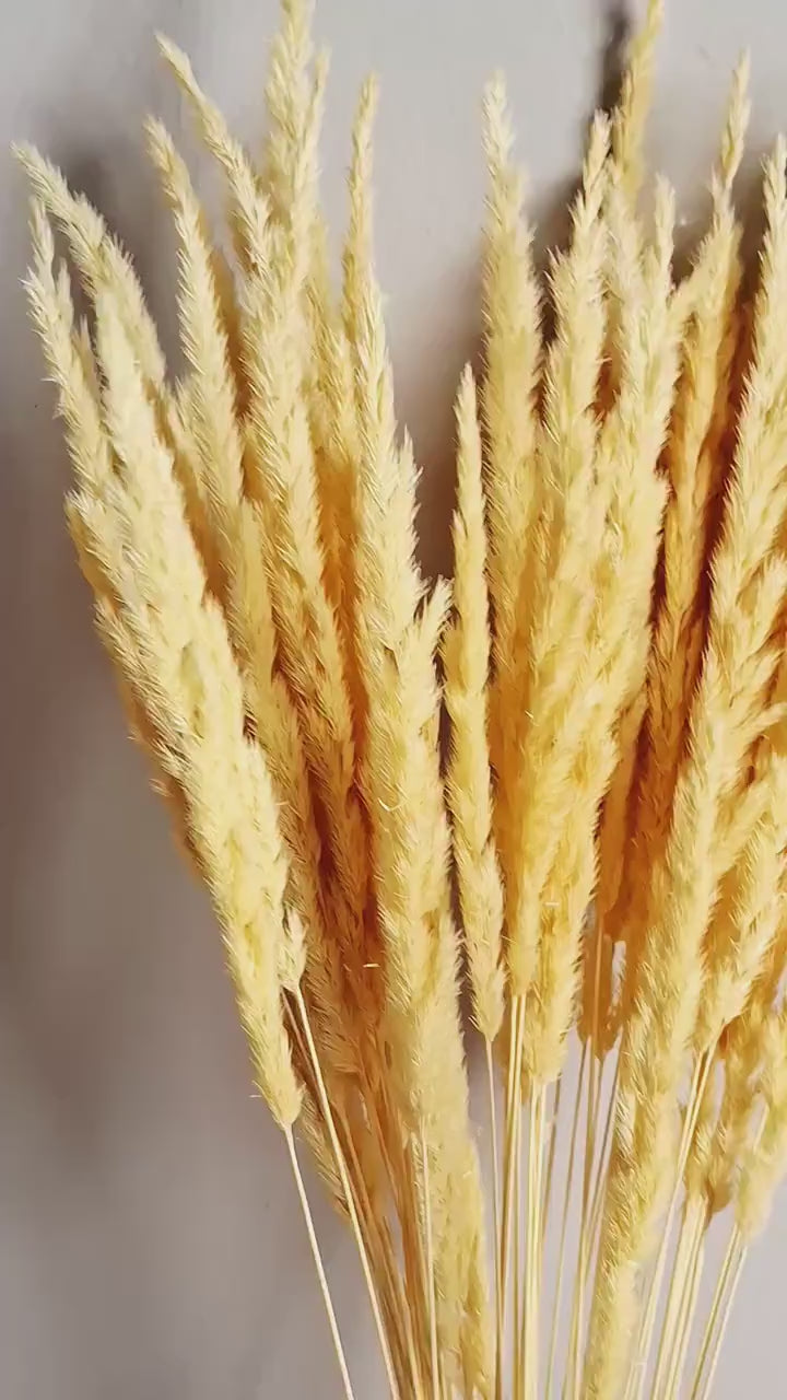 Natural Dried Calamagrostis Grass 55–60 cm | Dried Grass Stems | Floral Supply | Botanical Material