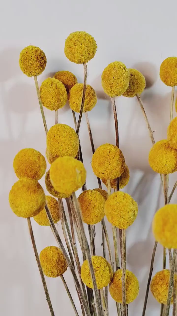 Dried Flowers for Florists | DIY Floral Supply | Billy Buttons | Natural Dried Flowers