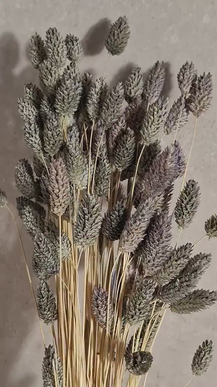 Grey Phalaris Stems | Preserved Canary Grass | Florist Stems | DIY Floral Craft | Dried Flower Supply