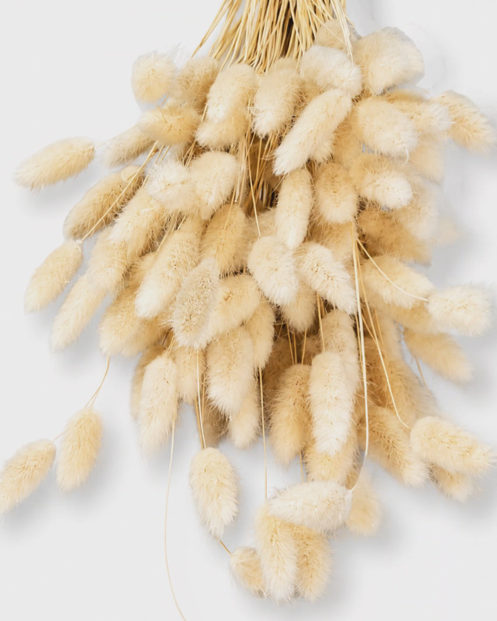 Soft Pink Lagurus Stems