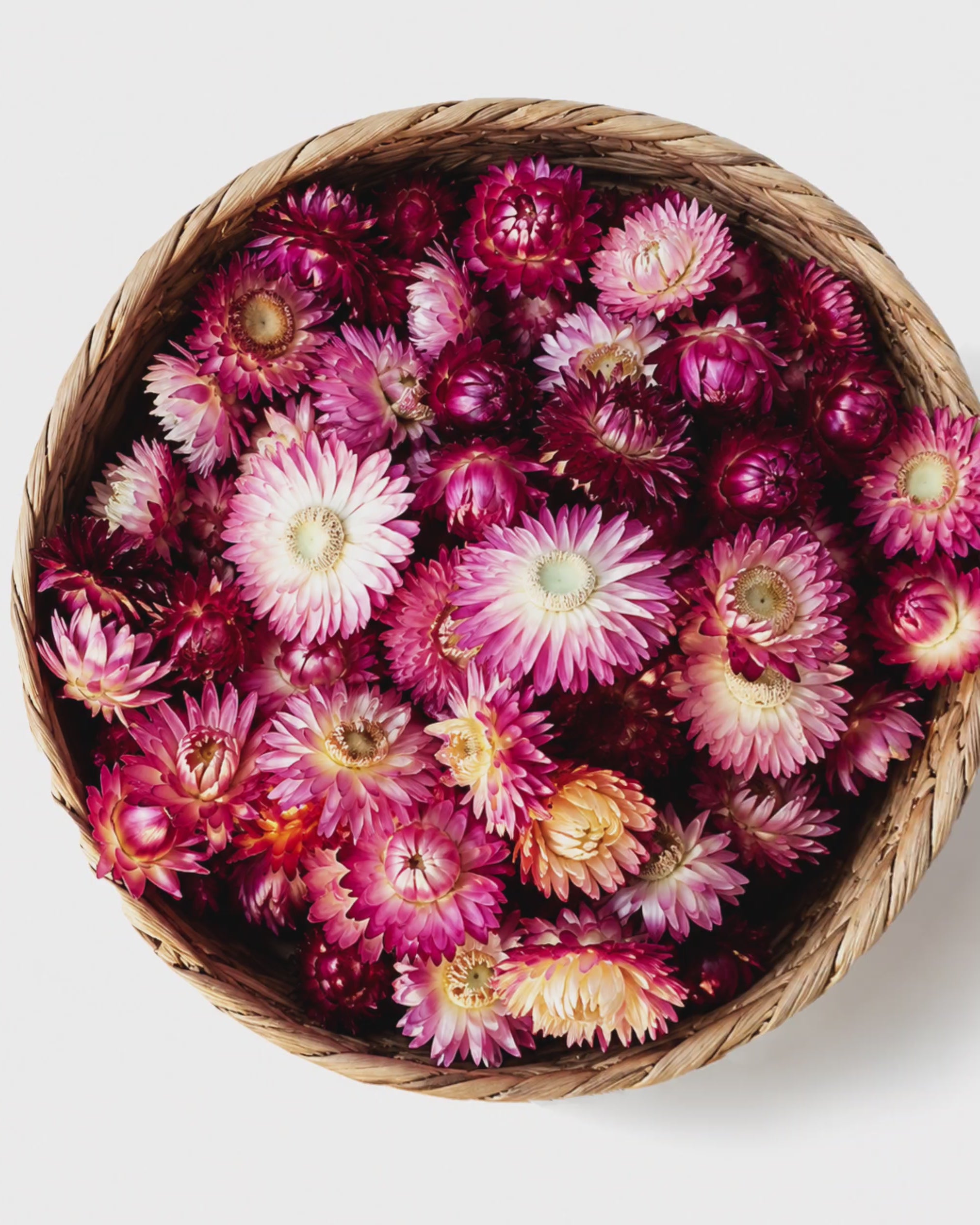 Pink Red Dried Strawflower Heads Helichrysum
