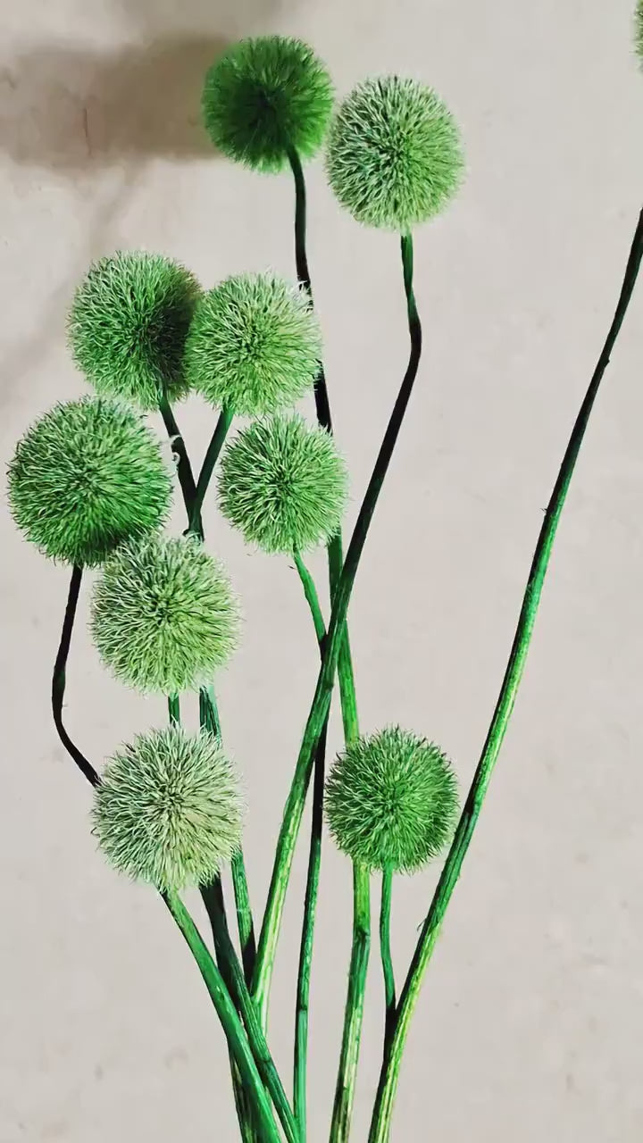 Green Globe Thistle Echinops Stems | Dyed Dried Flowers | Floral Supplies | Natural Dried Stems