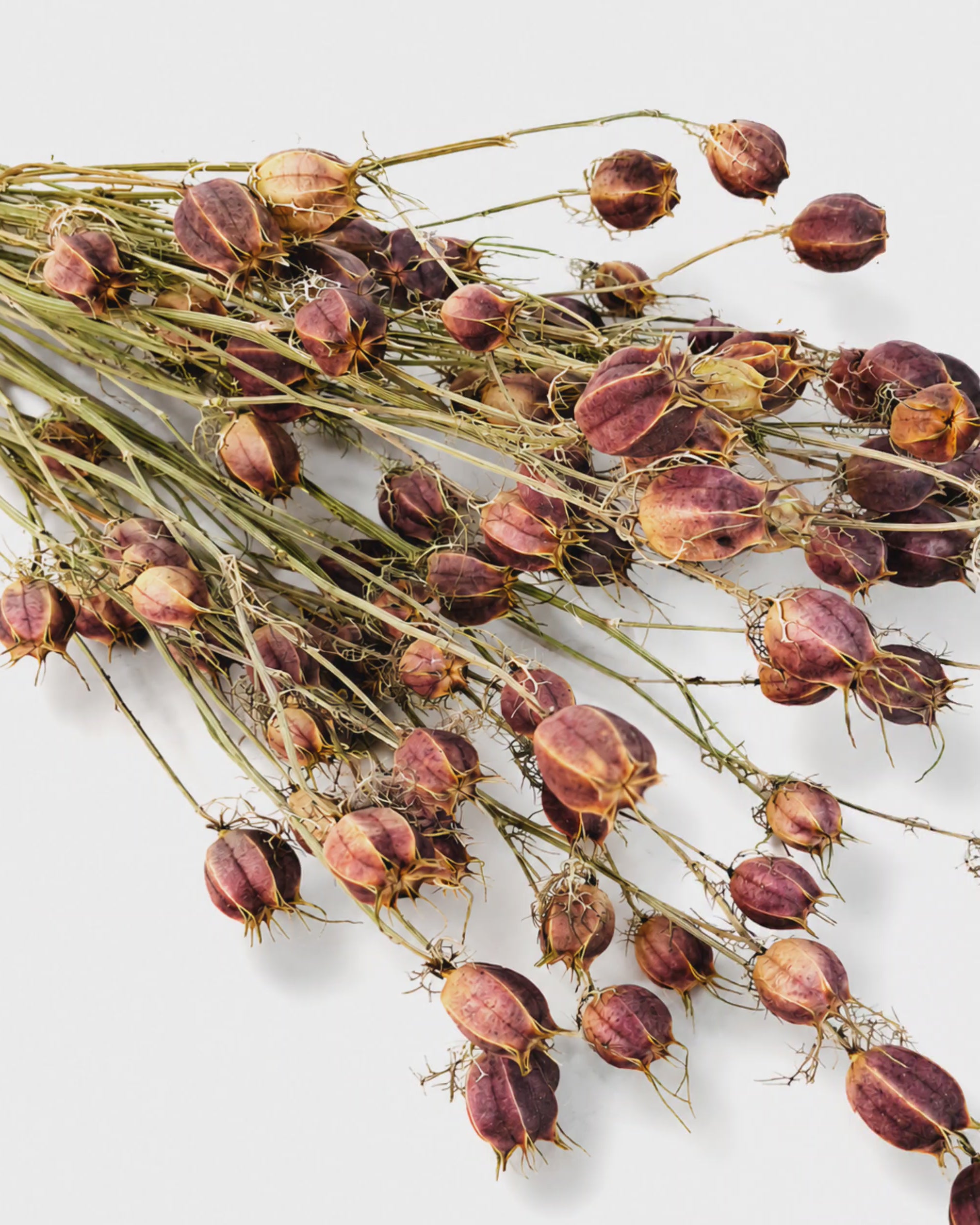 Preserved Nigella Pods
