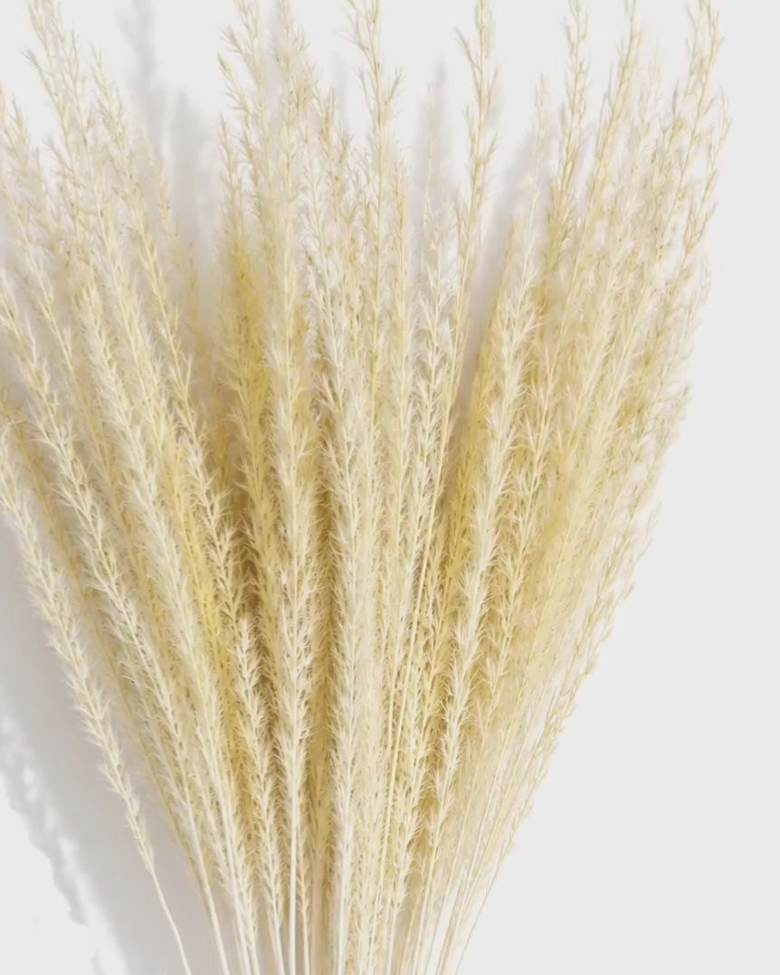 Warm Cream Miscanthus Grass, Fluffy Dried Plumes