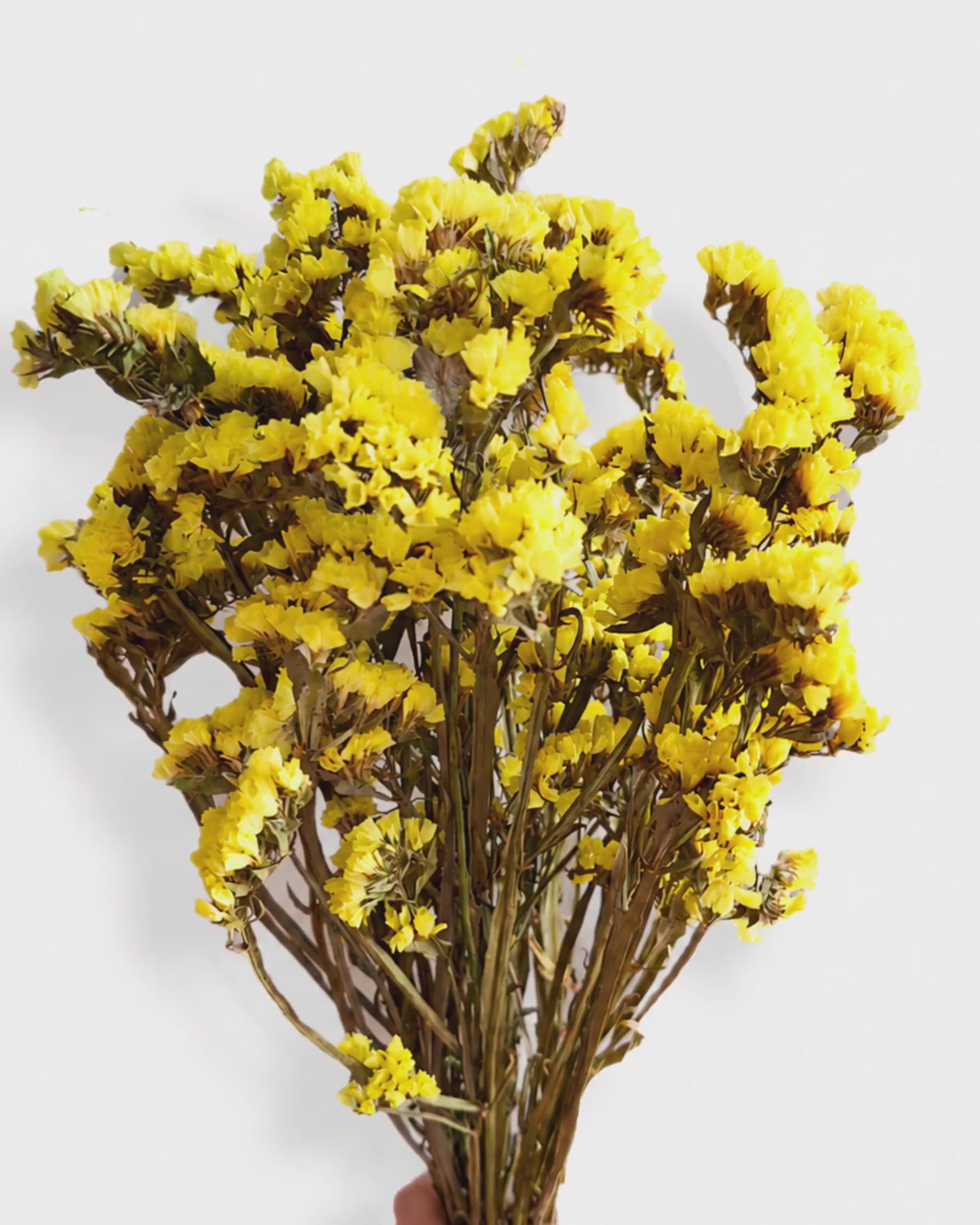 Yellow Dried Statice Bunch, Bright Limonium Stems