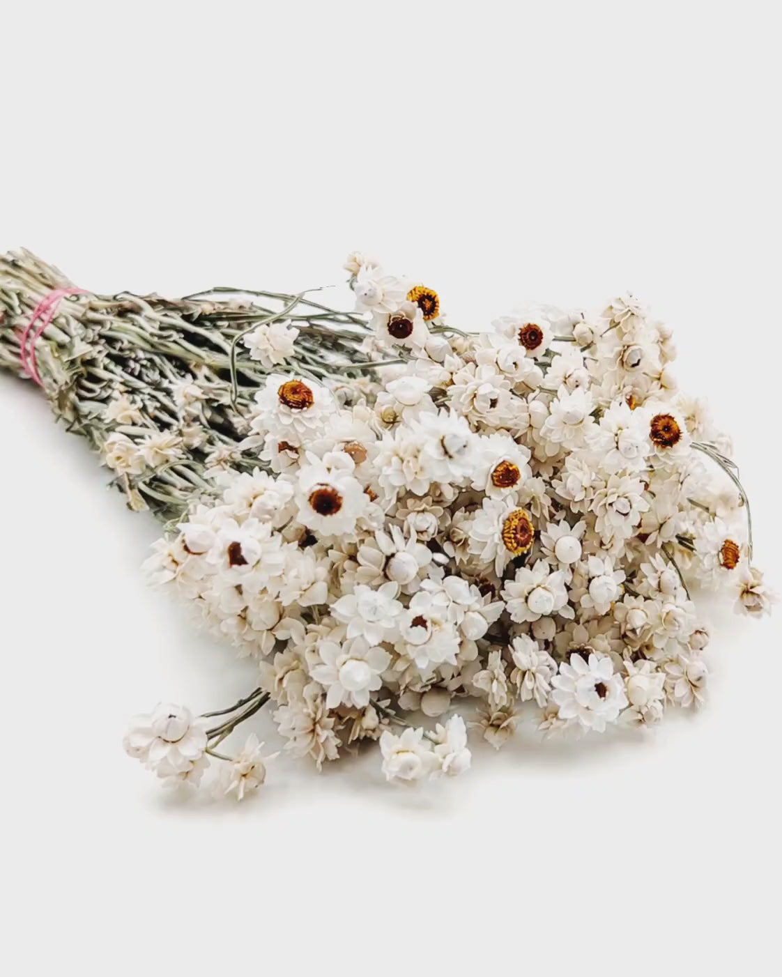 White Ammobium Stems
