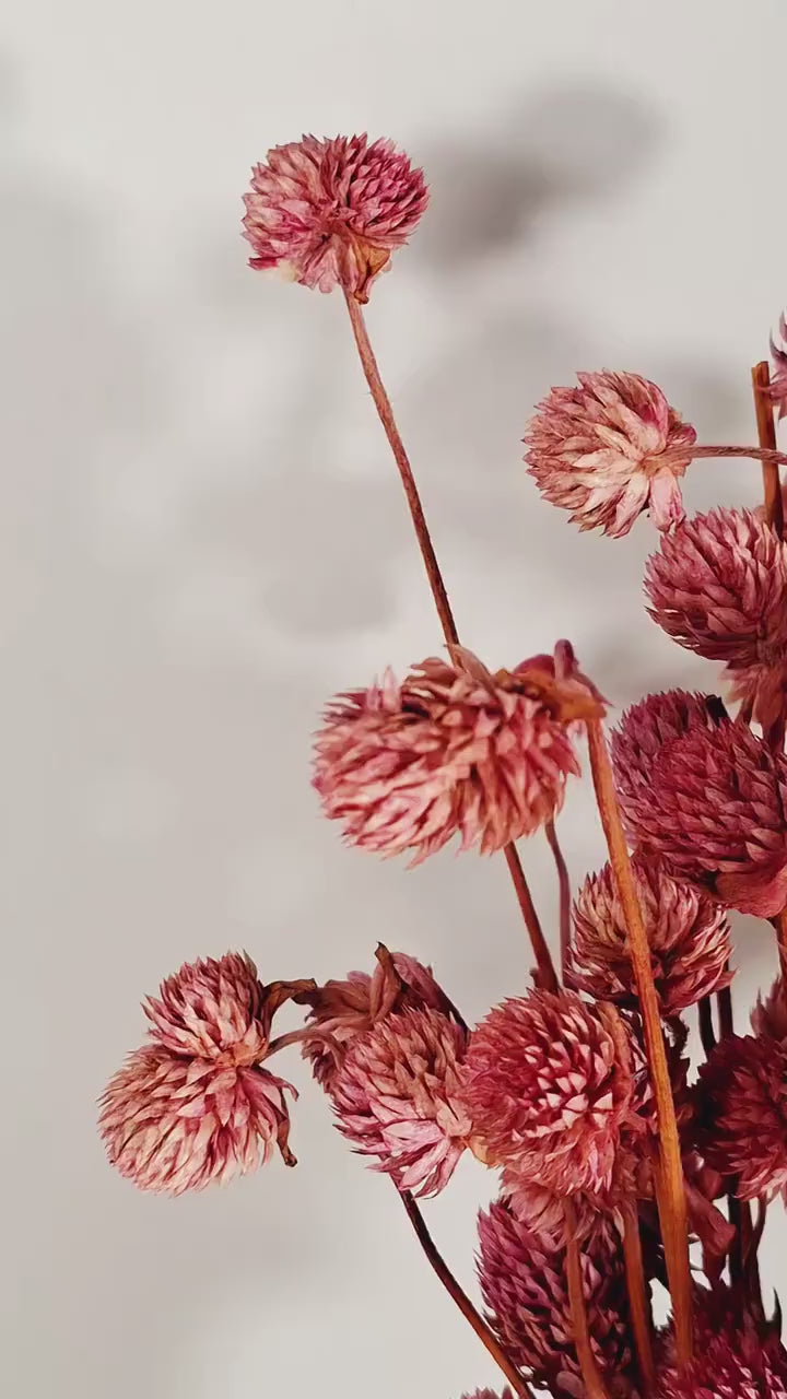Pink Globe Amaranth Stems | Preserved Gomphrena Flowers | Dried Floral Supply | Pink Dried Flowers | Florist Material