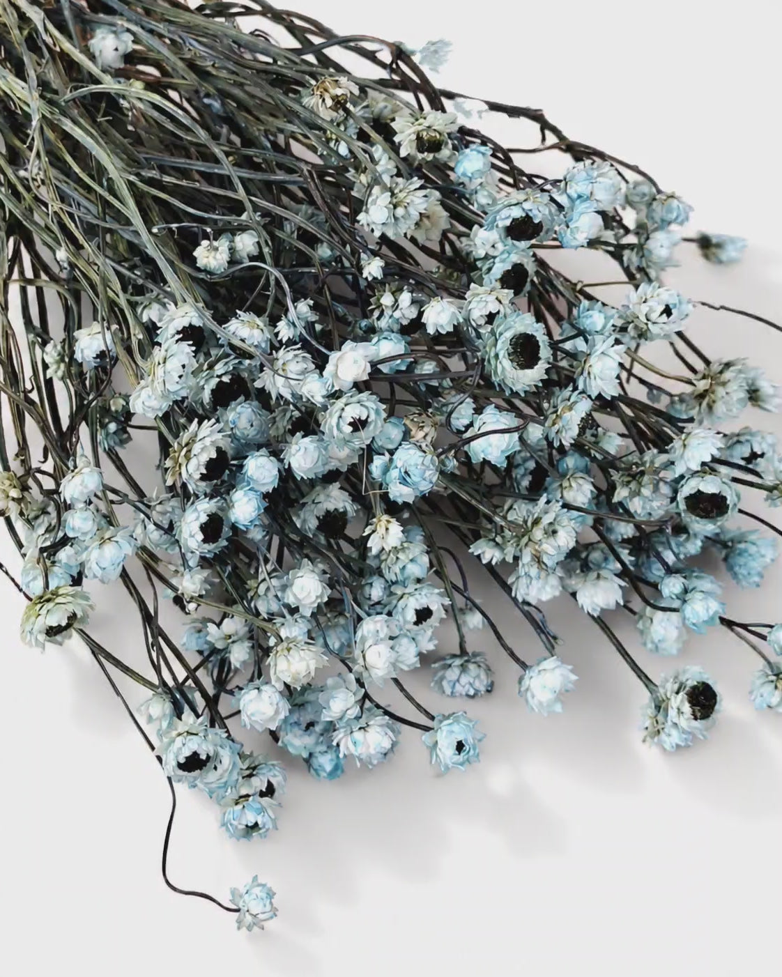 Soft Blue Ammobium Stems, Dried Daisy Bunch